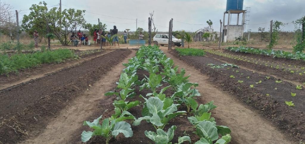 So consumidos alface, rcula, tomate, couve, cenoura, beterraba, cebolinha, mandioca, abbora e pepino - Foto: Empaer