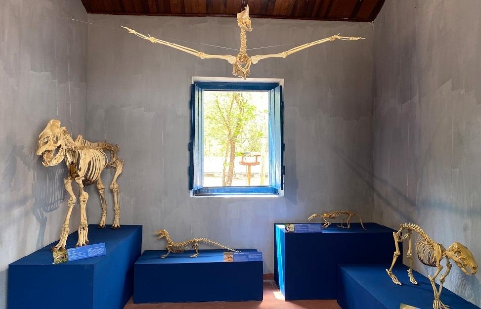 Foto: Divulgao Museu de Histria Natural