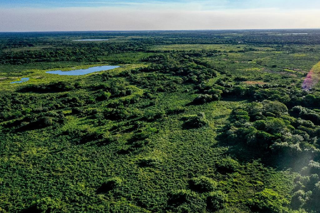 Floresta - Foto: Secom-MT
