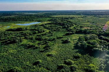 Floresta - Foto: Secom-MT