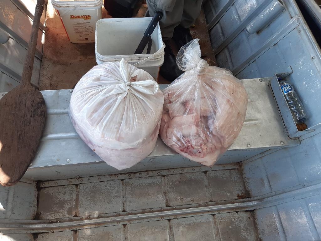 Carne de jacar  apreendida pela Sema - Foto: Sema/MT