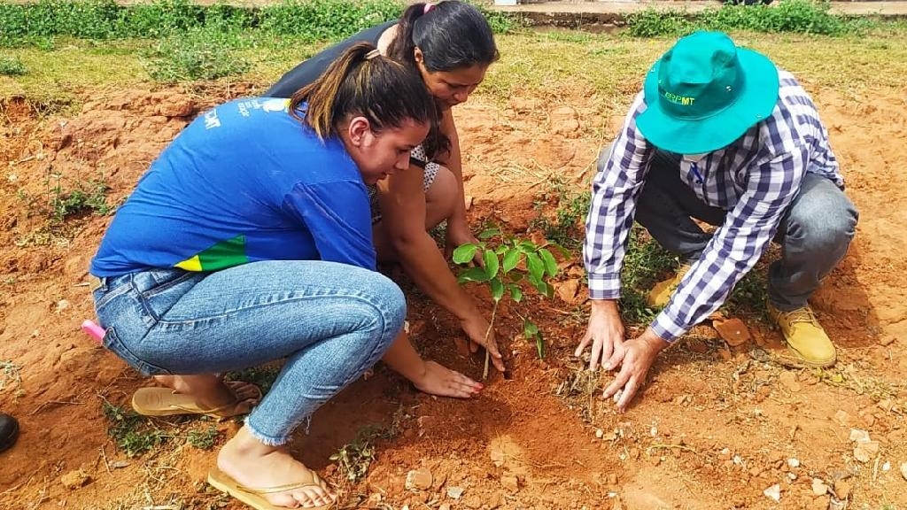 Plantio de mudas Nobres - Foto: Sema/MT