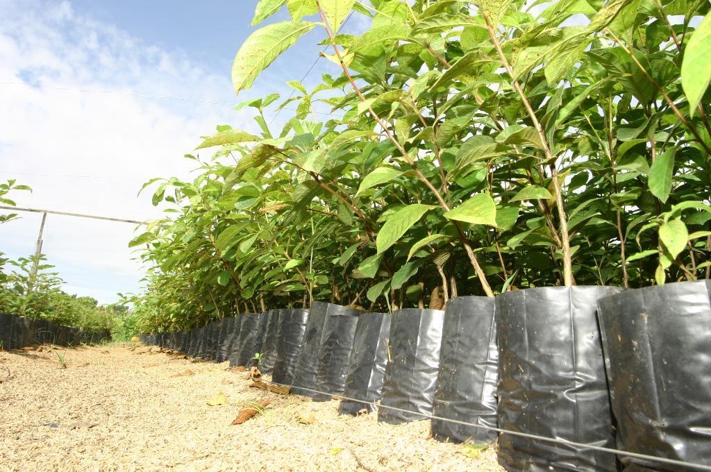 O viveiro da Empaer produz mais de 100 mil mudas por ano - Foto: Empaer-MT