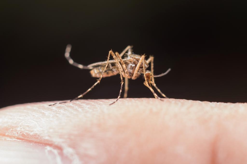 A malria  uma doena infecciosa febril aguda, causada por protozorios do tipo Plasmodium