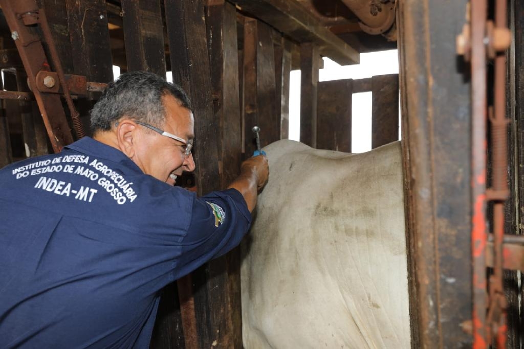 ltima vacinao contra febre aftosa - Foto: Assessoria