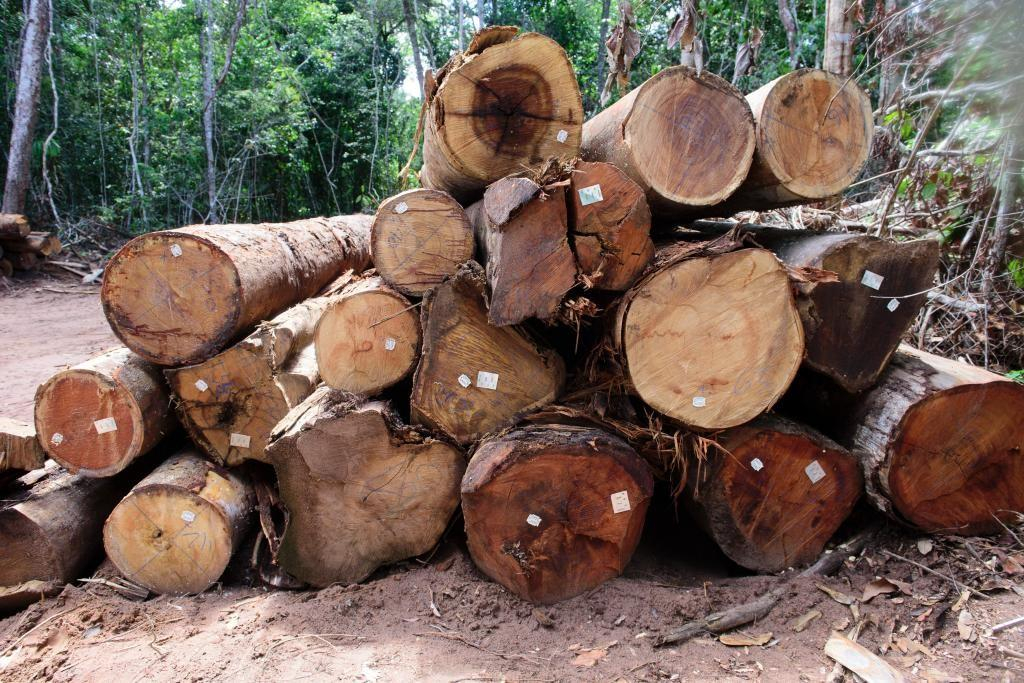 Perodo da piracema da madeira vai entre 1 de fevereiro e 1 de abril, Crdito - Sema-MT