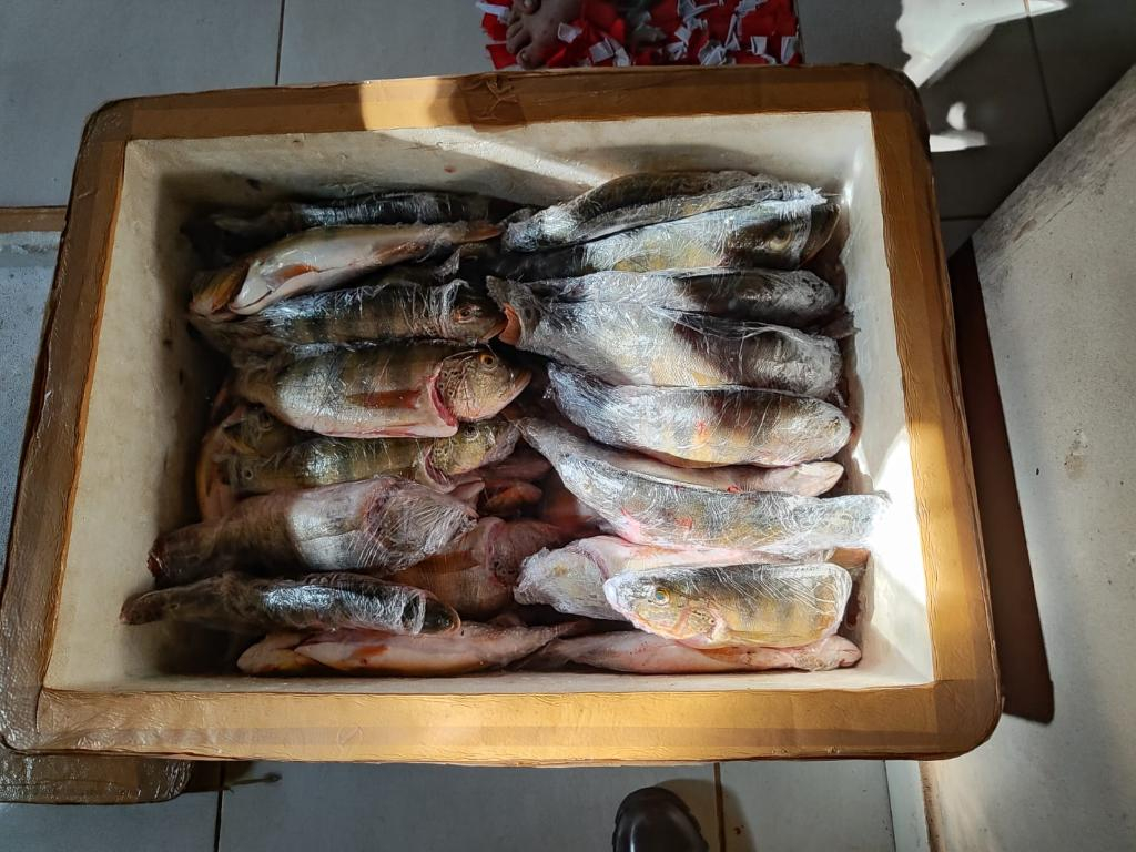 Pescado apreendido em caixas trmicas Foto: Sema-MT