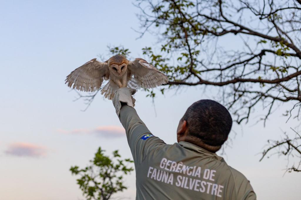 Após tratamento adequado e completa reabilitação, as aves puderam voltar ao seu habitat natural-Foto: Karla Silva/ Sema-MT