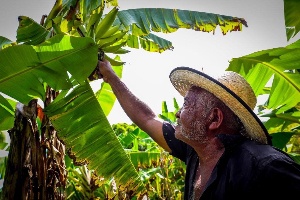 Bananicultura  uma das reas contempladas com o edital da Fapemat - Foto: Mayke Toscano/Secom-MT