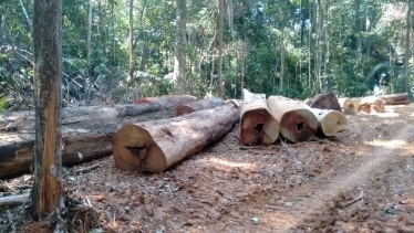 200 toras de madeira localizadas, 4 acampamentos no meio da mata, duas pontes de madeira com capacidade para escoamento