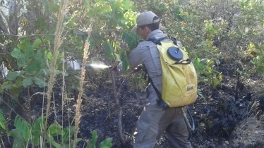 Incndio criminoso no parque Z Bolo Fl, em Cuiab, atingiu 1 hectare da unidade de conservao