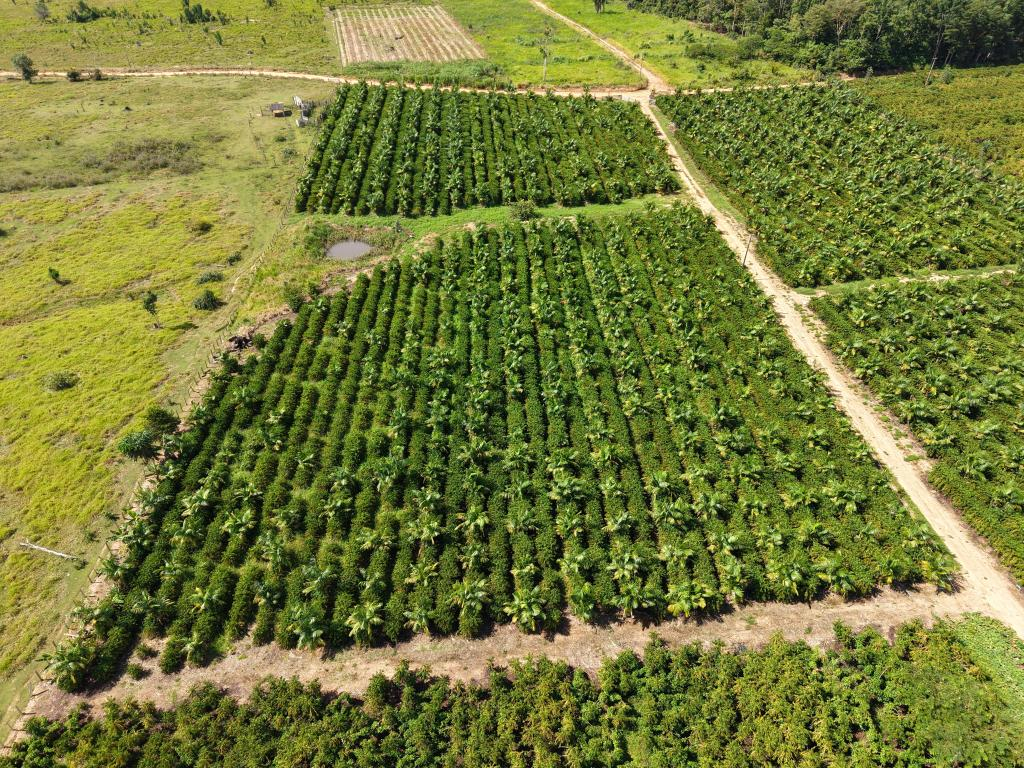 Lavoura de caf� em Colniza-MT - Foto: Seaf/Empaer